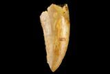 Bargain, Raptor Tooth - Real Dinosaur Tooth #178427-1